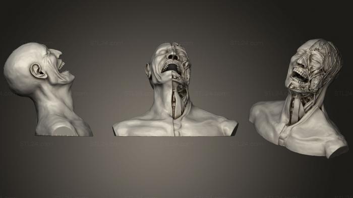 Анатомия скелеты и черепа (Анатомия смеха, ANTM_0215) 3D модель для ЧПУ станка